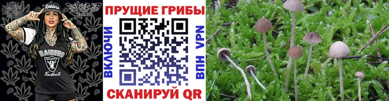 купить закладку Данков Галлюциногенные грибы MAGIC MUSHROOMS